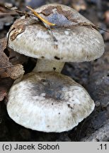 Hygrophorus pustulatus (wodnicha kropkowana)