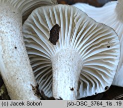 Hygrophorus pustulatus (wodnicha kropkowana)