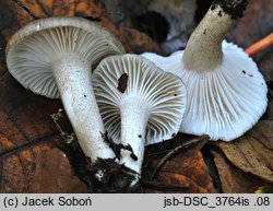 Hygrophorus pustulatus (wodnicha kropkowana)