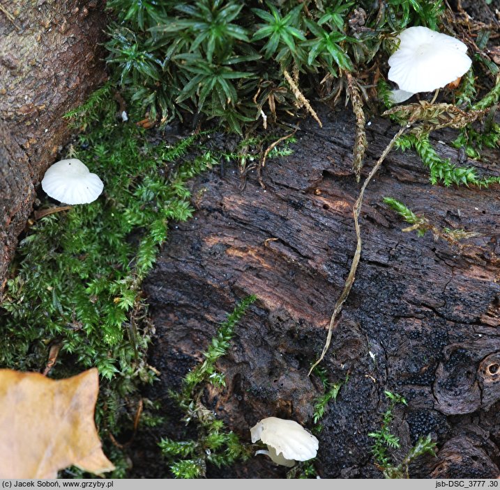 Phloeomana minutula (grzybówka cuchnąca)