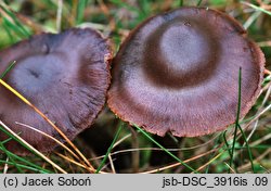 Cortinarius uraceus (zasłonak czerniejący)