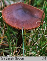 Cortinarius uraceus (zasłonak czerniejący)