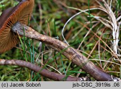 Cortinarius uraceus (zasłonak czerniejący)