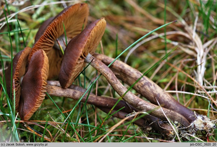 Cortinarius uraceus (zasłonak czerniejący)