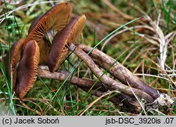 Cortinarius uraceus (zasłonak czerniejący)