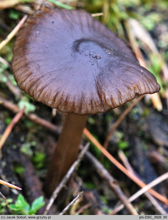 Entocybe vinacea (dzonkówka winna)