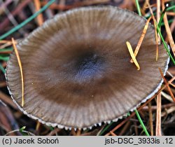 Entocybe vinacea (dzonkówka winna)