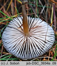 Entocybe vinacea (dzonkówka winna)