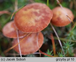 Cystoderma lilacipes