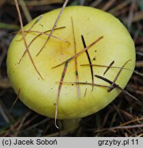 Hygrophorus lucorum (wodnicha modrzewiowa)