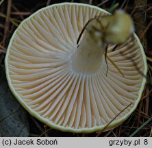 Hygrophorus lucorum (wodnicha modrzewiowa)