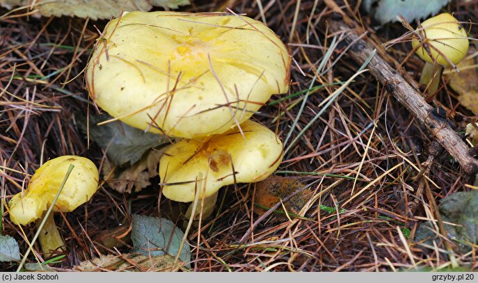 Hygrophorus lucorum (wodnicha modrzewiowa)