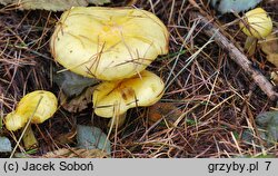 Hygrophorus lucorum (wodnicha modrzewiowa)