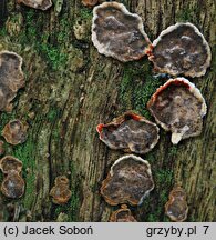 Stereum gausapatum (skórnik dębowy)