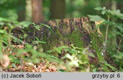 Stereum gausapatum (skórnik dębowy)