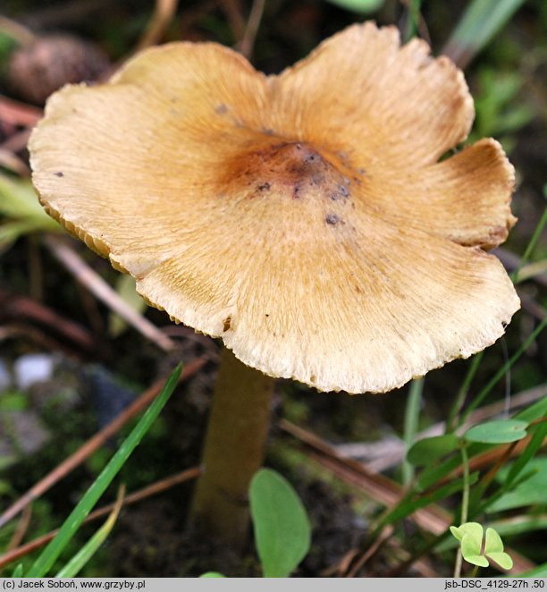 Inosperma cervicolor (włókniak płowy)