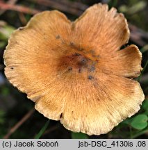 Inosperma cervicolor (włókniak płowy)