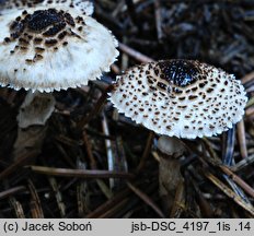 Lepiota felina (czubajeczka czarnołuskowa)