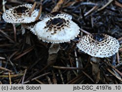 Lepiota felina (czubajeczka czarnołuskowa)