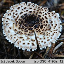 Lepiota felina (czubajeczka czarnołuskowa)