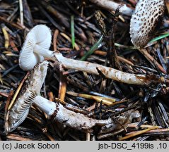 Lepiota felina (czubajeczka czarnołuskowa)