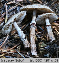 Lepiota felina (czubajeczka czarnołuskowa)