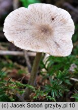 Entoloma conferendum var. incrustatum