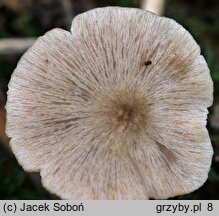 Entoloma conferendum var. incrustatum