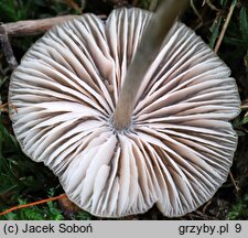 Entoloma conferendum var. incrustatum