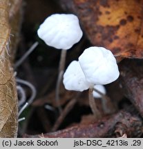 Marasmius epiphyllus (twardzioszek liściolubny)