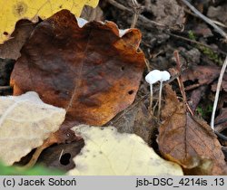 Marasmius epiphyllus (twardzioszek liściolubny)