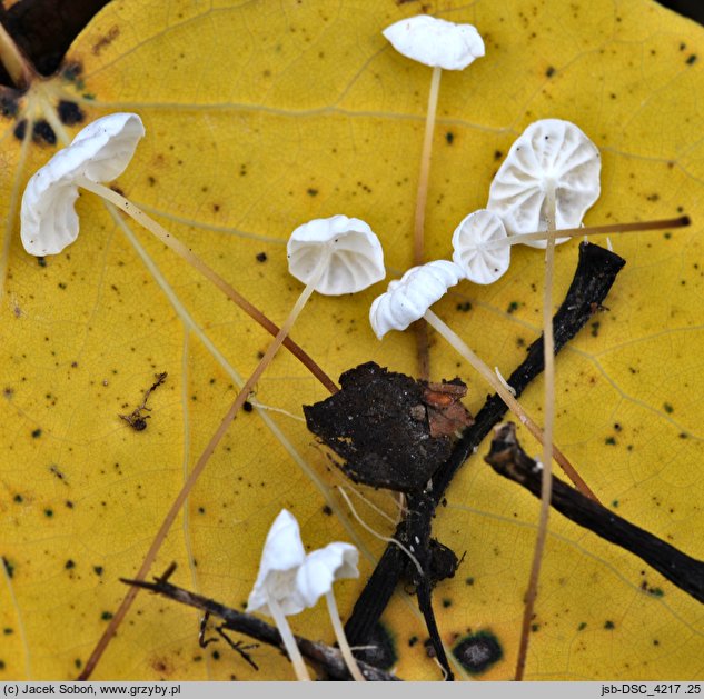 Marasmius epiphyllus (twardzioszek liściolubny)