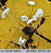 Marasmius epiphyllus (twardzioszek liściolubny)