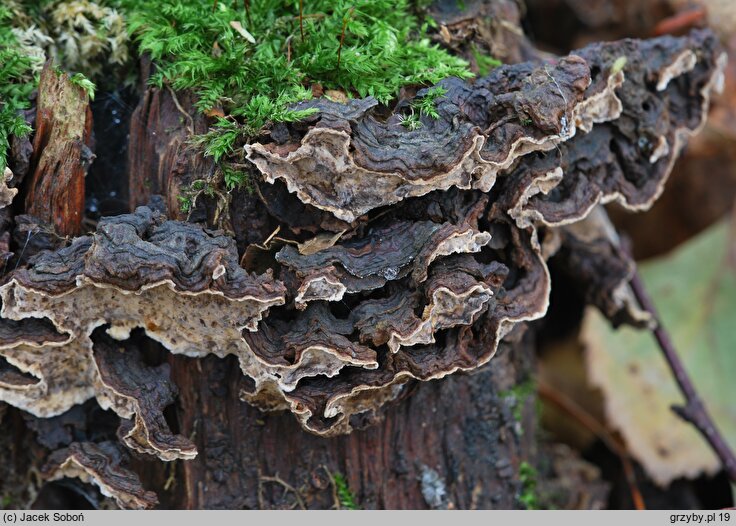 Stereum rugosum (skórnik pomarszczony)