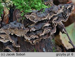 Stereum rugosum (skórnik pomarszczony)