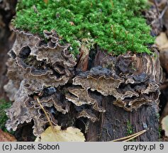 Stereum rugosum (skórnik pomarszczony)