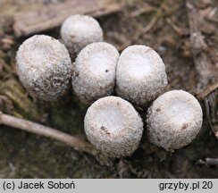 Cyathus olla (kubek ołowianoszary)