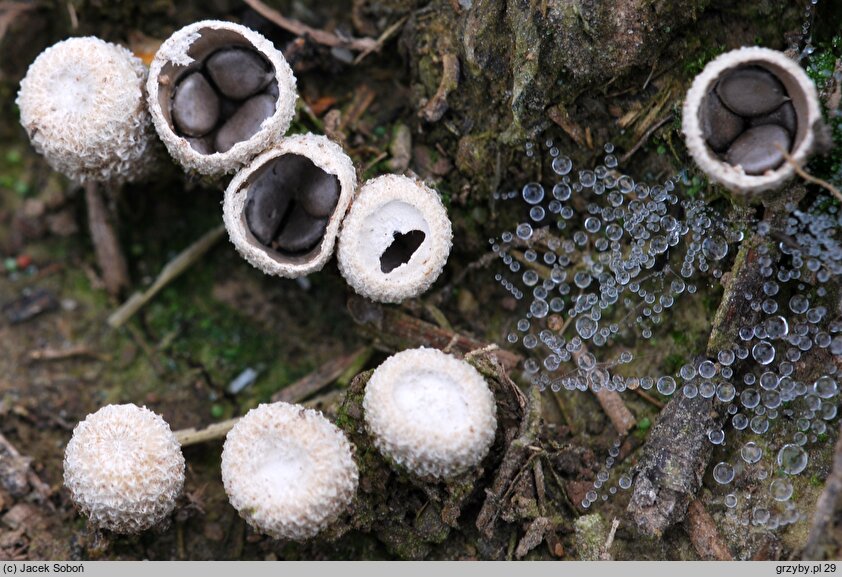 Cyathus olla (kubek ołowianoszary)