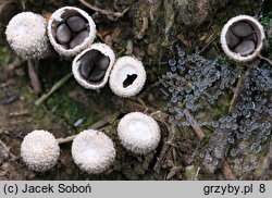 Cyathus olla (kubek ołowianoszary)