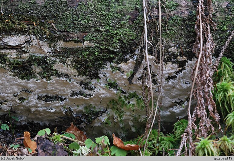 Ceriporiopsis mucida (woszczyneczka miękka)