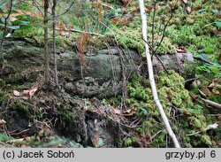 Ceriporiopsis mucida (woszczyneczka miękka)