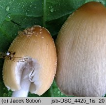 Coprinellus ellisii