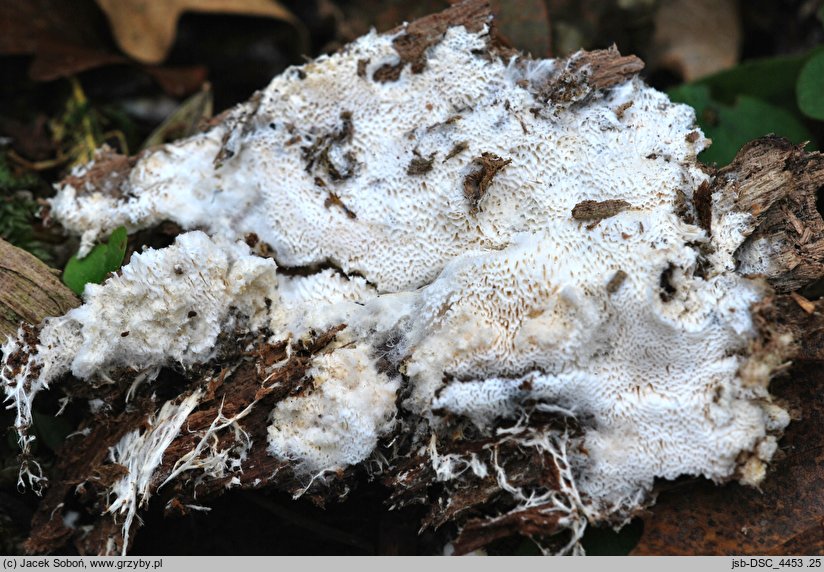 Trechispora mollusca (szorstkozarodniczka dwupiramidalnokryształkowa)