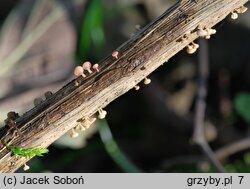 Cyathicula coronata