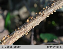 Cyathicula coronata