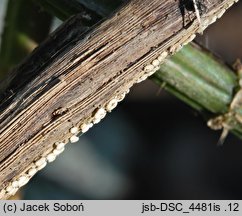 Calycina subherbarum