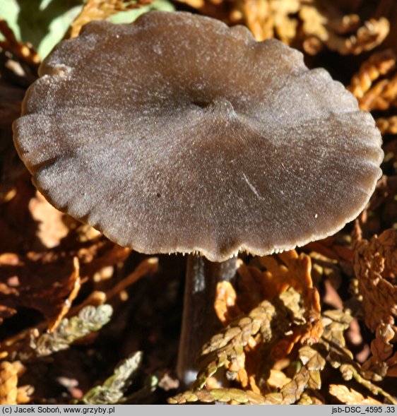 Entoloma jubatum (dzwonkówka czekoladowoblaszkowa)