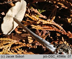 Entoloma jubatum (dzwonkówka czekoladowoblaszkowa)