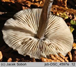 Entoloma jubatum (dzwonkówka czekoladowoblaszkowa)