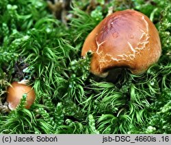 Hebeloma theobrominum